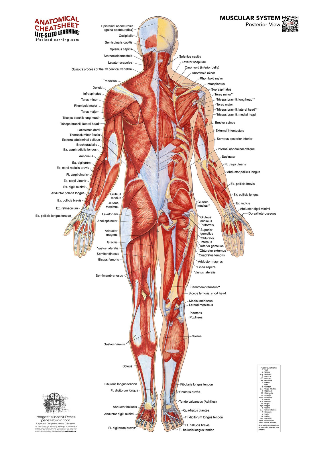 Life-size Muscular System Posterior anatomy chart