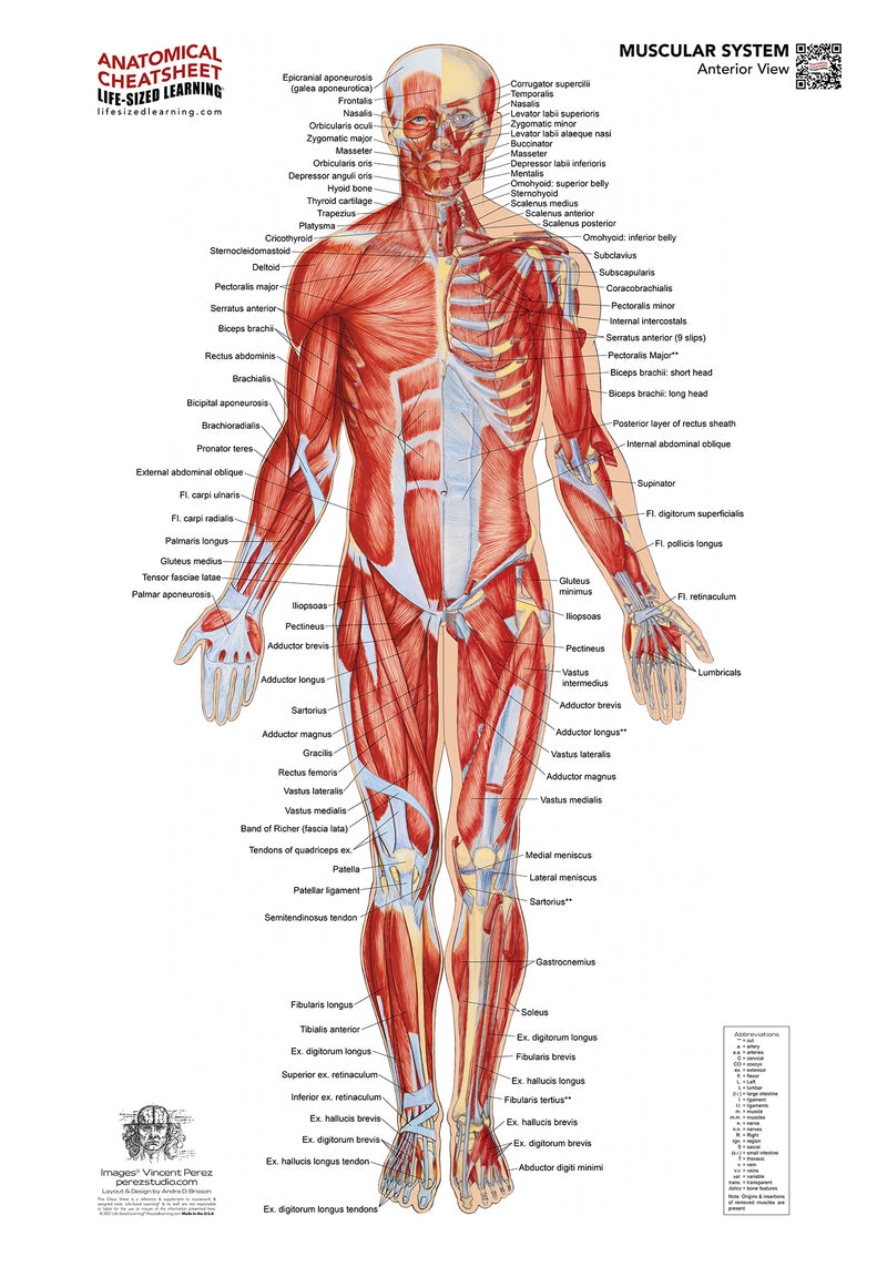Anterior