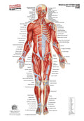 Muscular System – Anterior