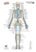 Venous System – Anterior