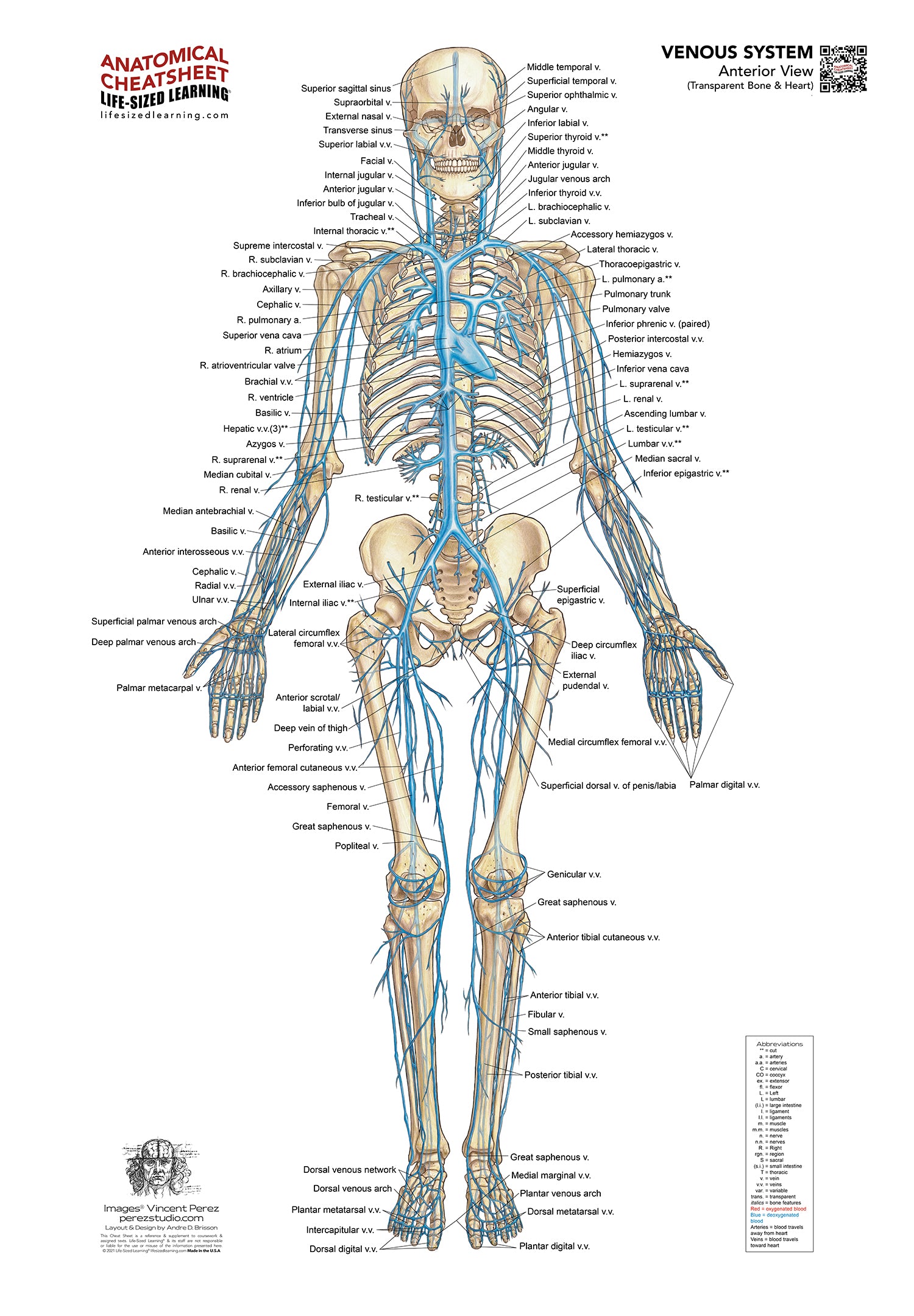 Venous System – Anterior