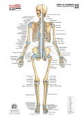 Joints and Ligaments System – Anterior
