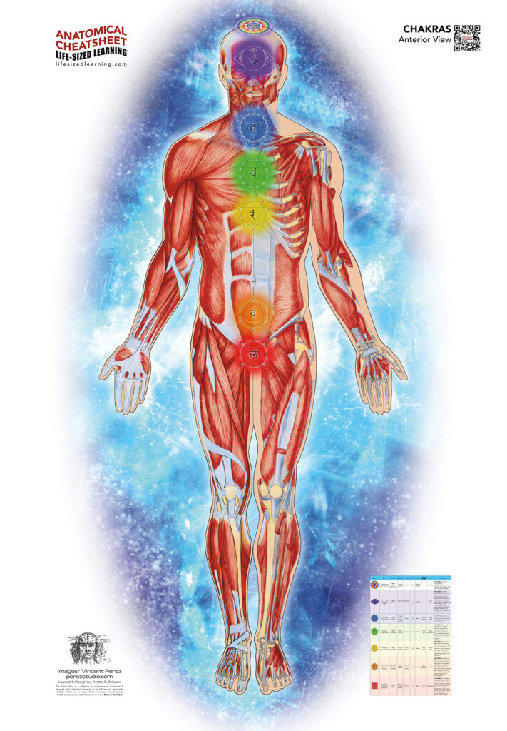 Chakra System – Anterior