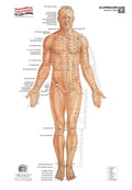 Acupressure System – Anterior