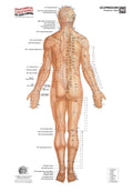 Acupressure System – Posterior