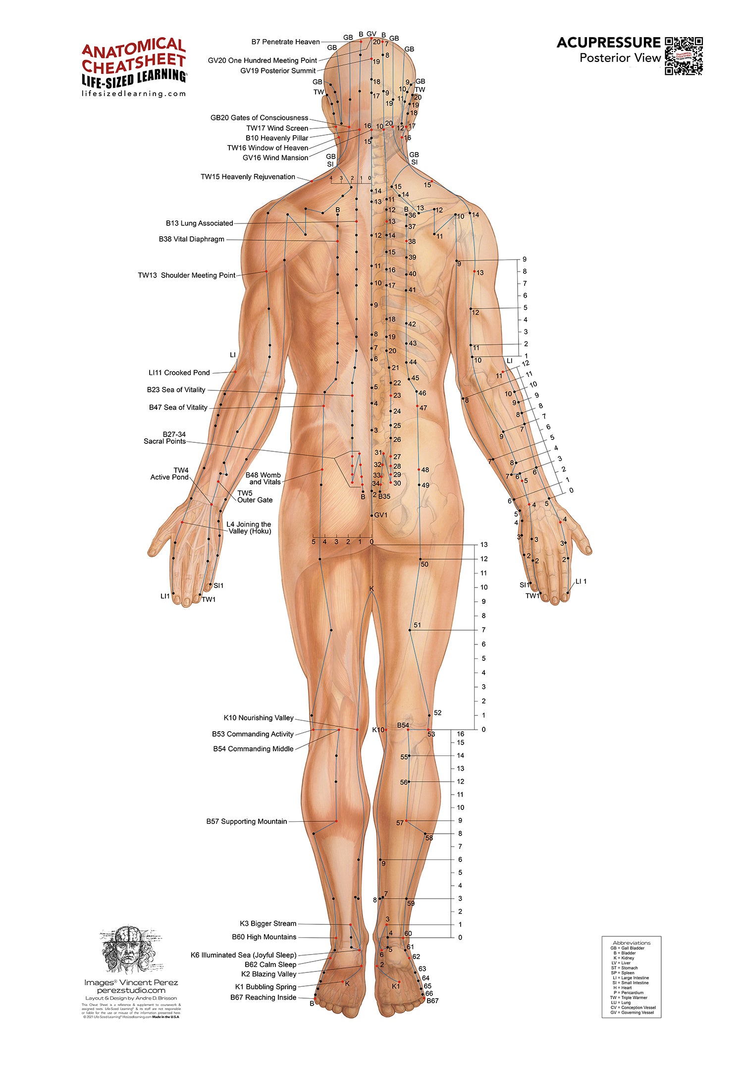 Acupressure System – Posterior