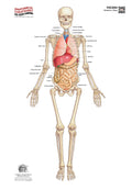 Viscera System – Anterior