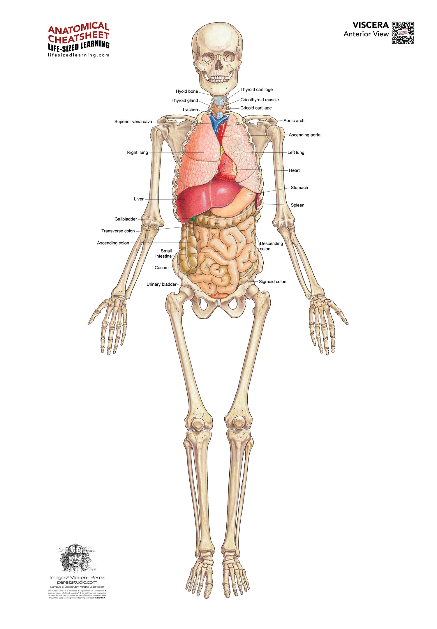 Viscera System – Anterior