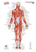 Muscular System – Posterior