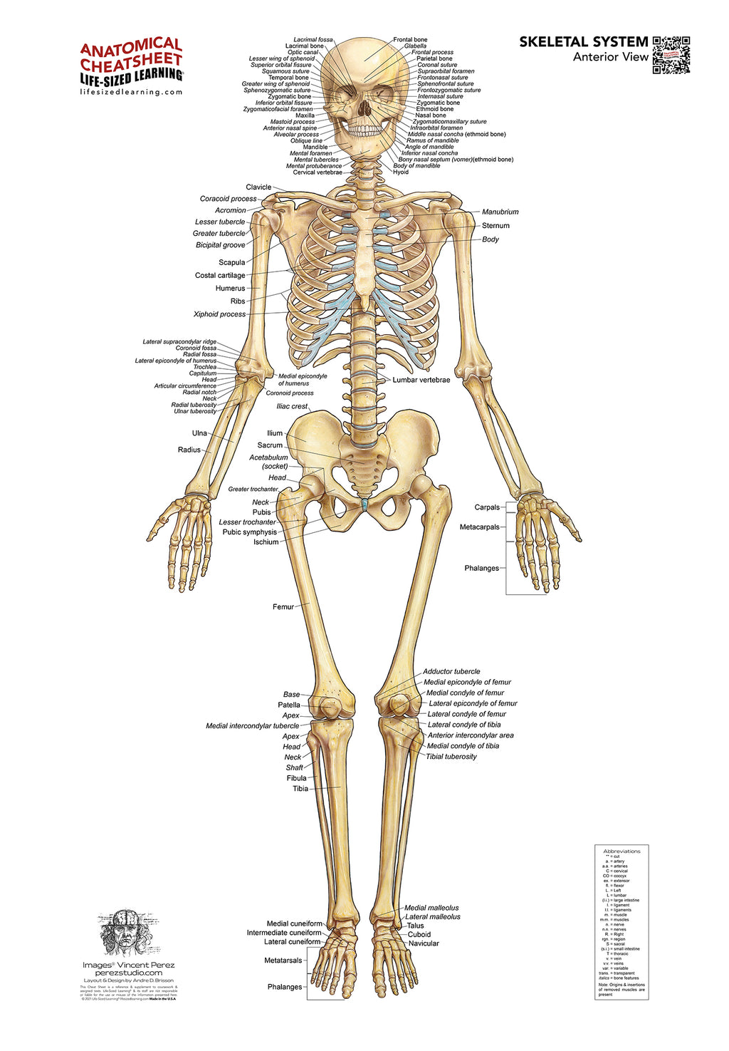 Skeletal System Collection