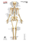 Skeletal System Collection