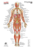 Nervous System – Anterior