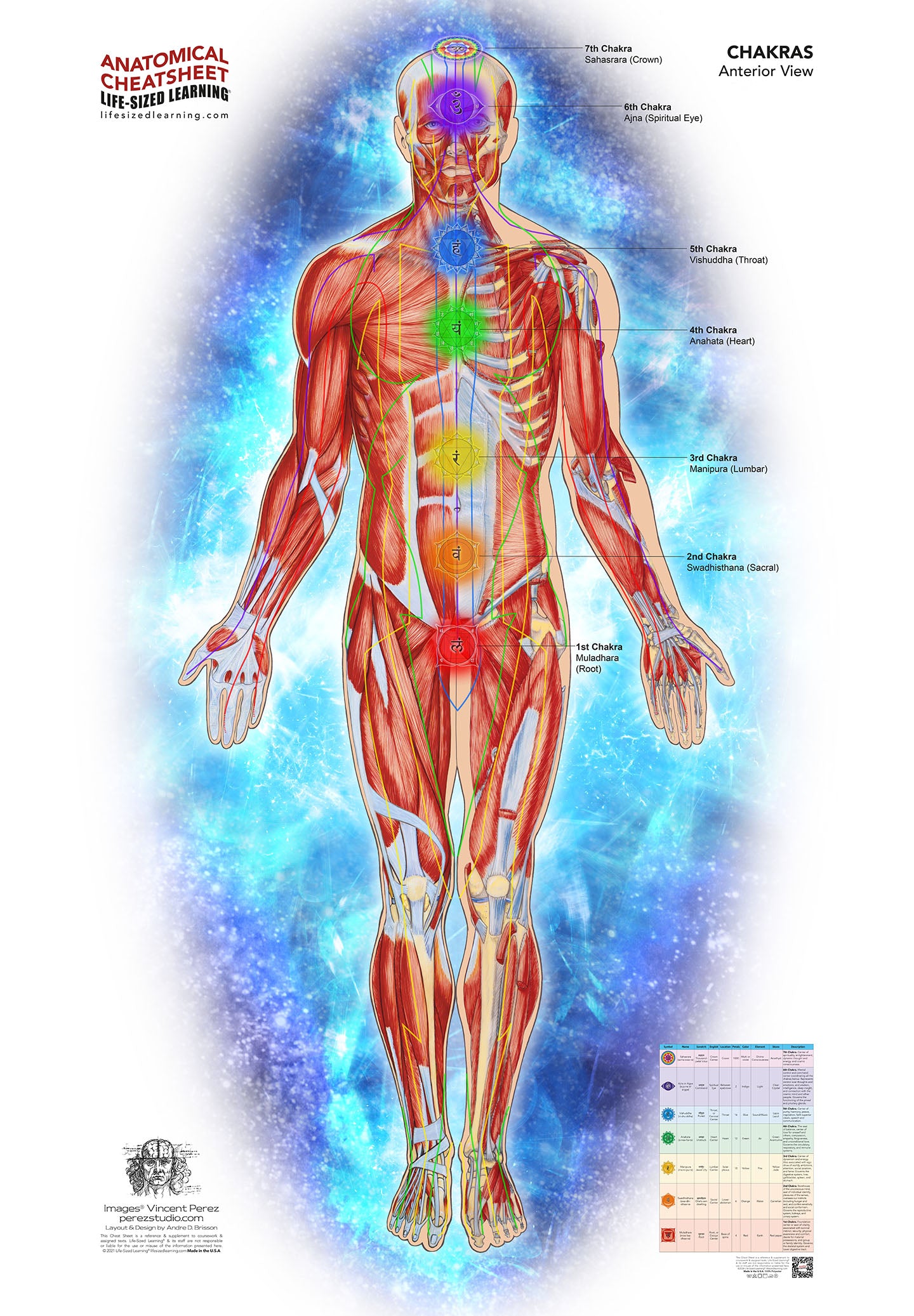 Chakra System – Anterior