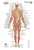 Nervous System – Posterior