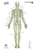 Lymphatic System – Anterior