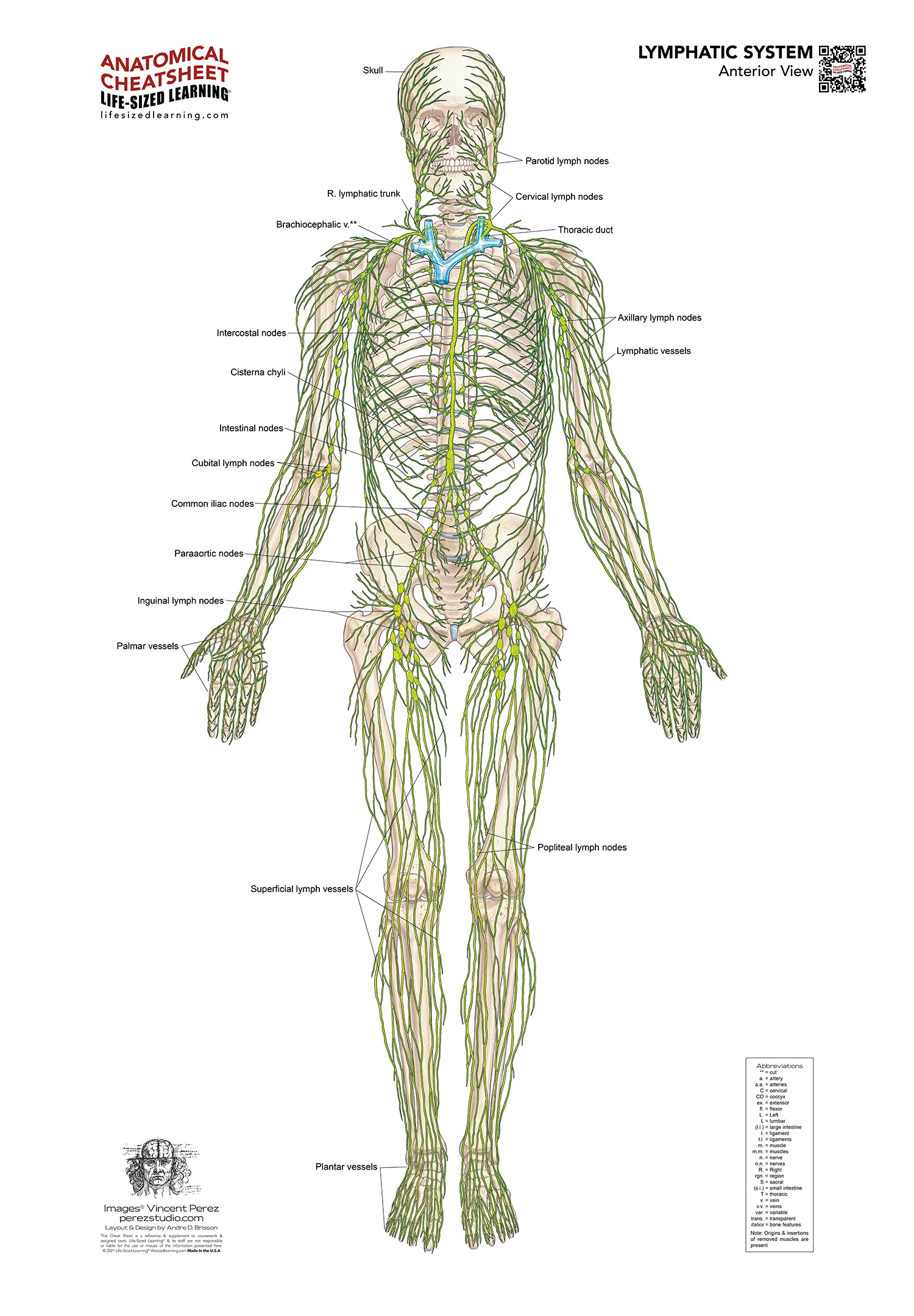 Lymphatic System – Anterior