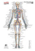 Circulatory System – Anterior