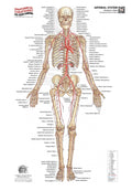 Arterial System – Anterior
