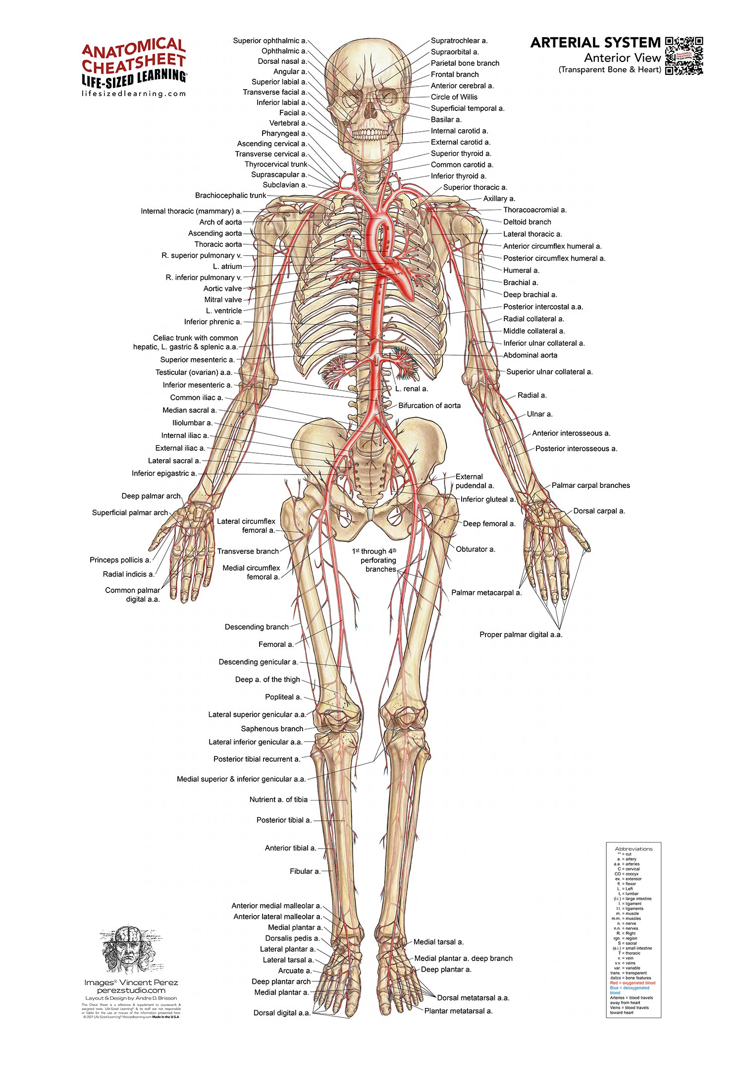 Arterial System – Anterior