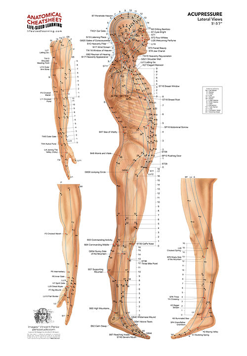 Acupressure System – Lateral