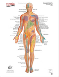 Trigger Point System – Anterior