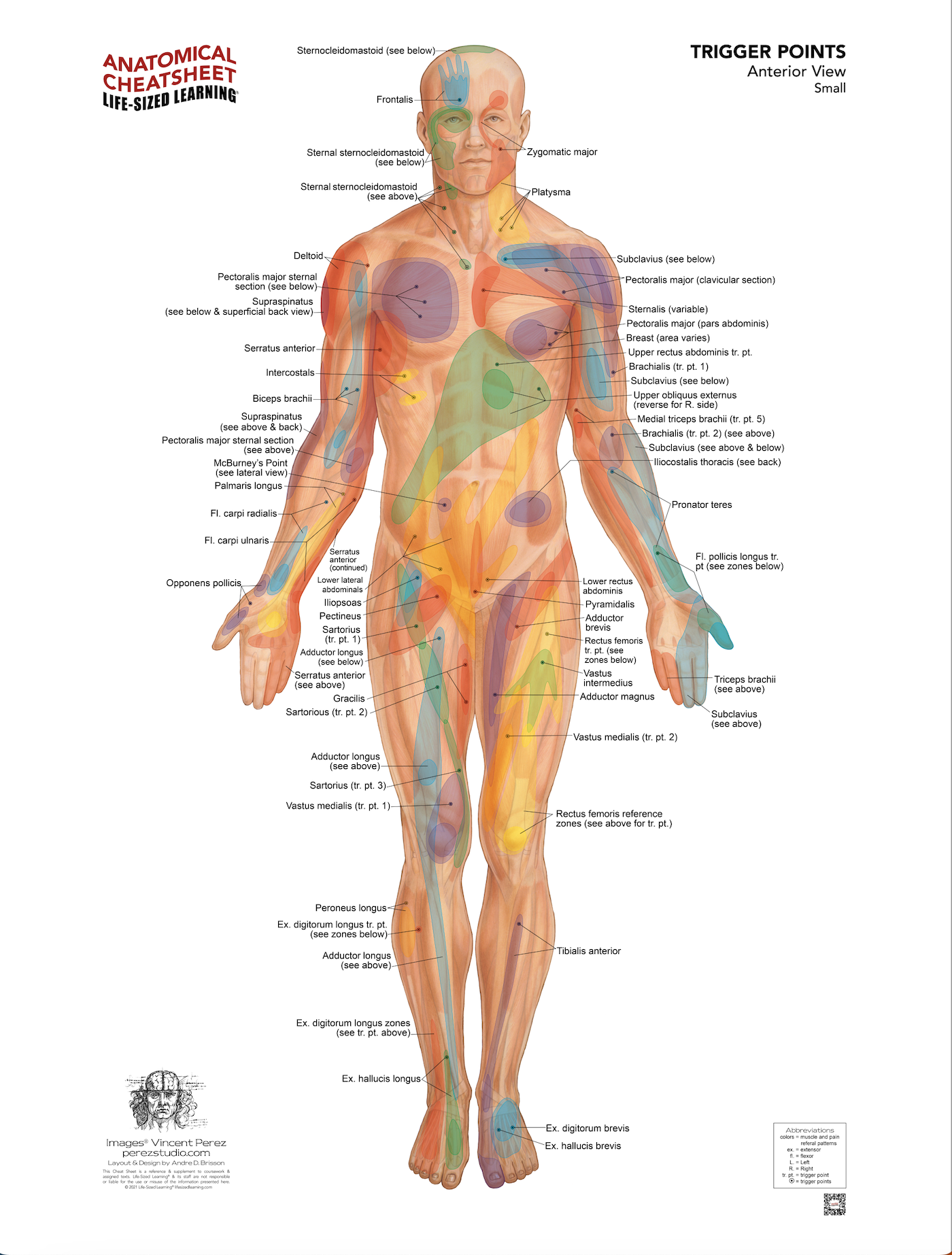 Trigger Point System – Anterior