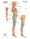 Trigger Point System – Lateral