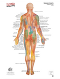 Trigger Point System – Posterior