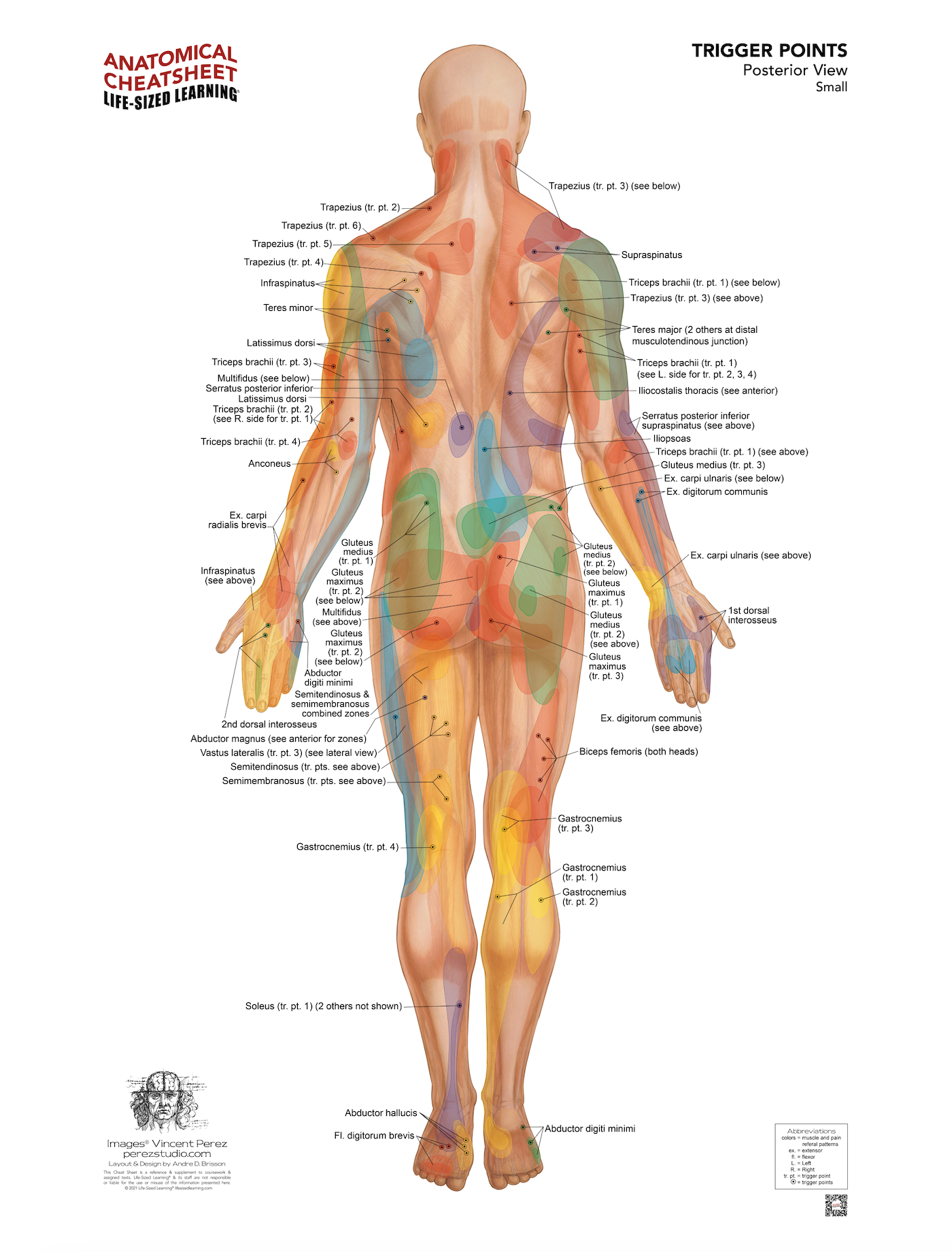 Trigger Point System – Posterior