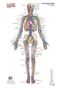 Circulatory System – Posterior