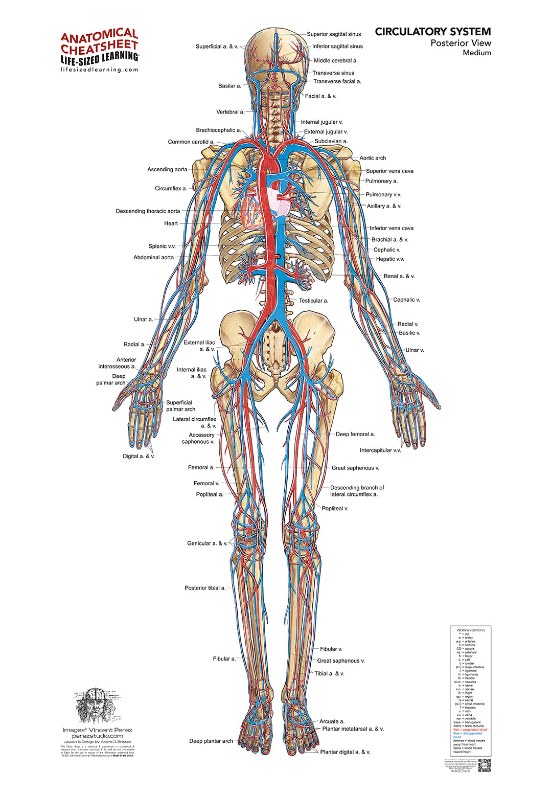 Circulatory System – Posterior