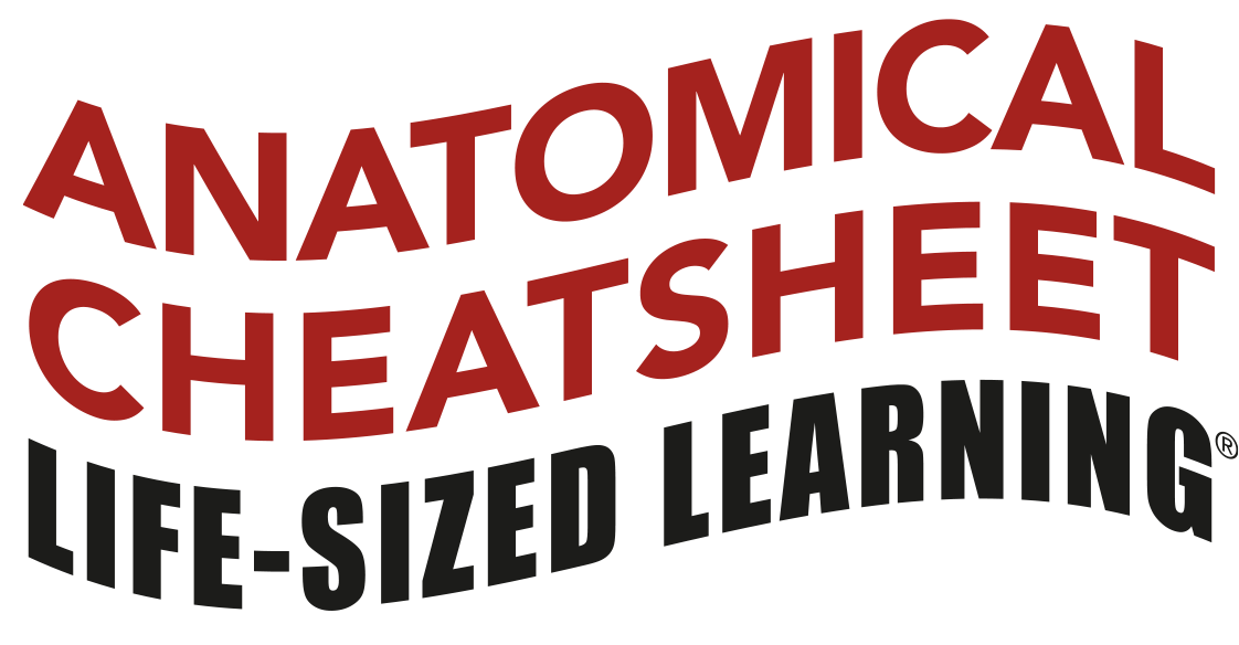 Life-Sized Learning: Anatomical Cheatsheet